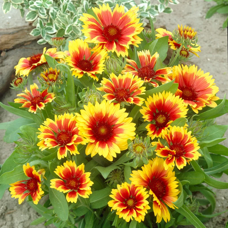 Kokardenblume ‘Kobold’