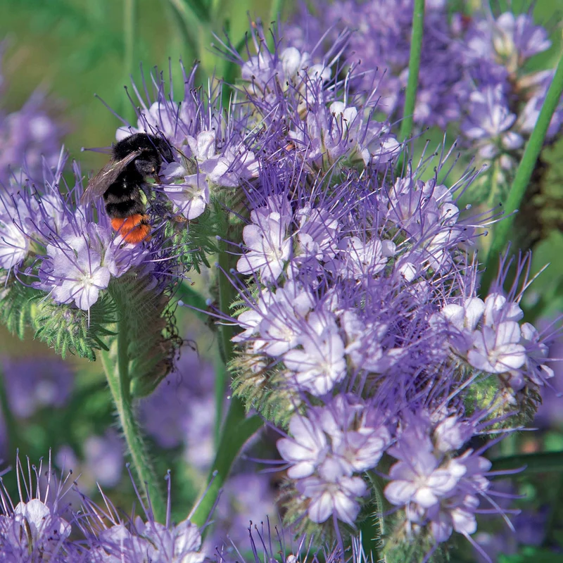 Bienenweide Phacelia tanacetifolia