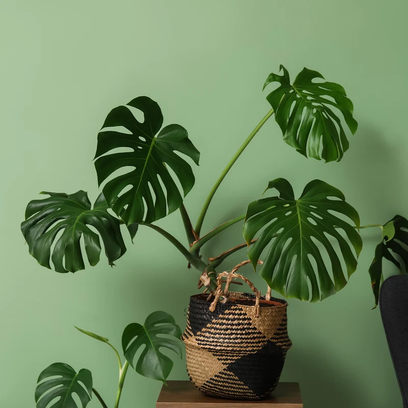 Monstera deliciosa