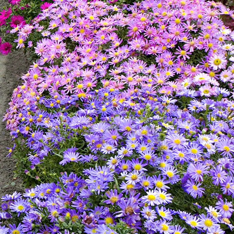 Herbstastern Mischung (x4)