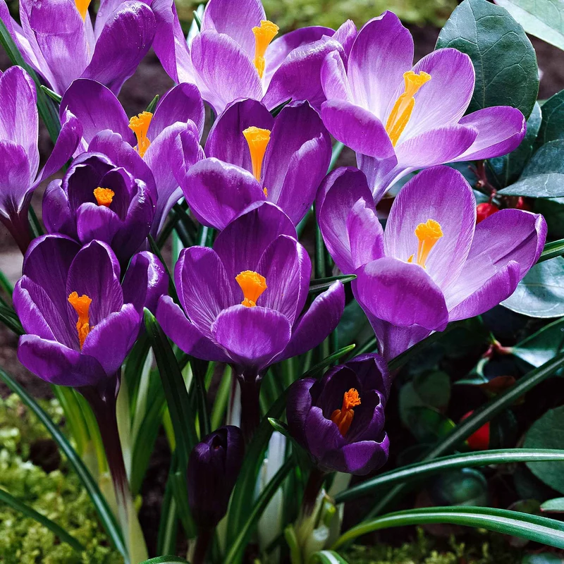 Krokus ‘Flower Record’ (x15)