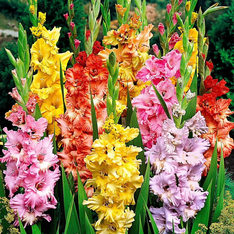Gladiole Mischung 'Parkiet' (x25)