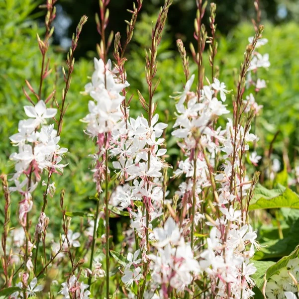 Prachtkerze Whirling Butterflies