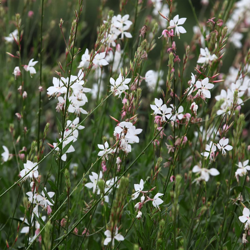 Prachtkerze Whirling Butterflies
