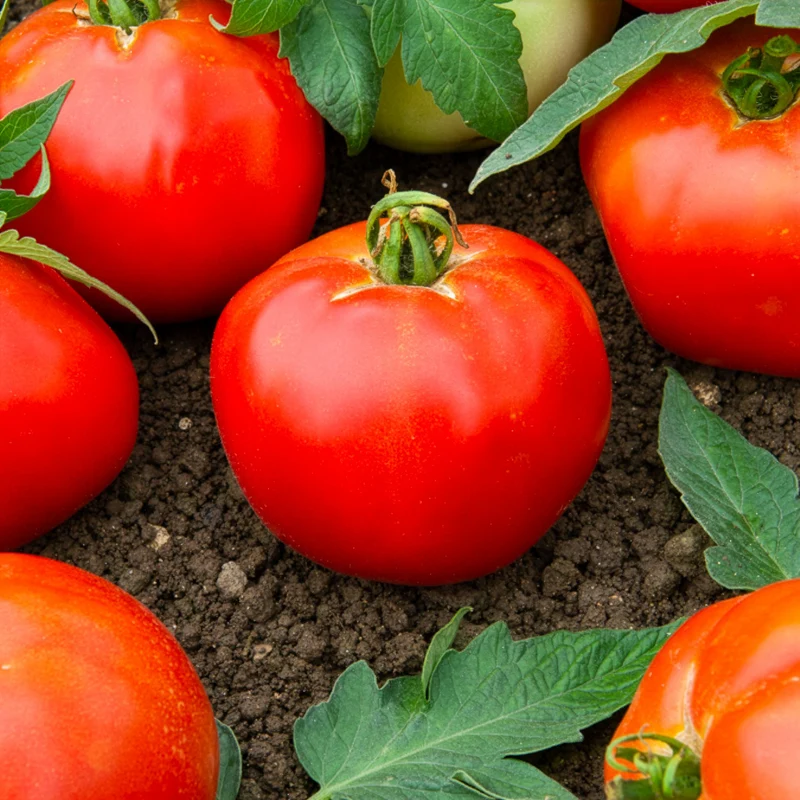 Tomate Pyros HF1 (Züchtung Clause)