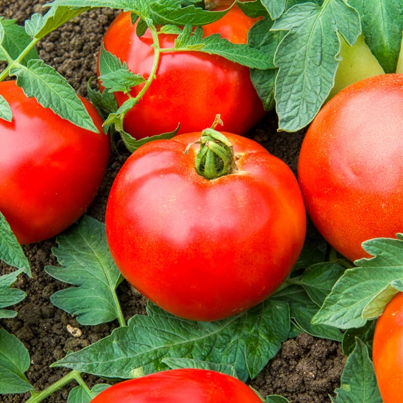 Tomate Pyros HF1 (Züchtung Clause)