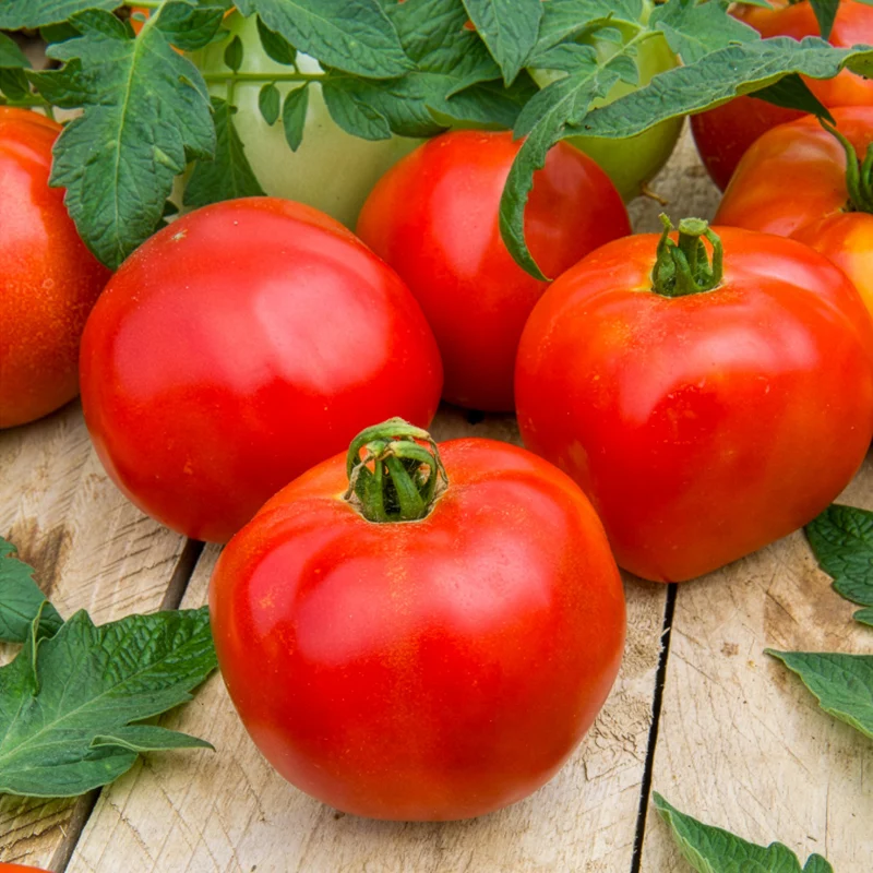 Tomate Pyros HF1 (Züchtung Clause)