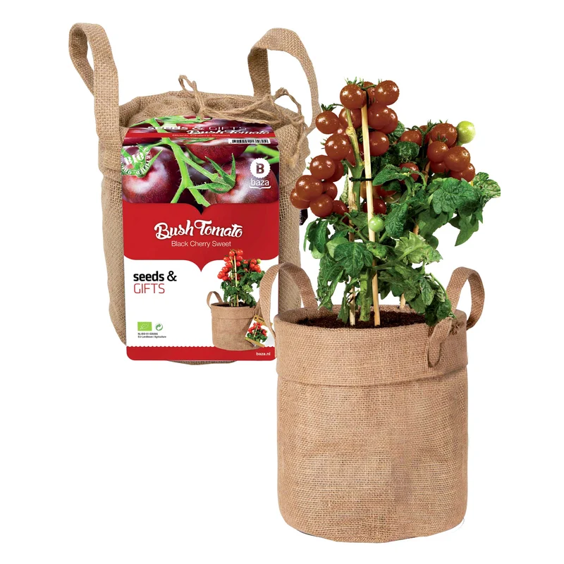 Schwarze Cherrytomaten-Set mit Dekosack & Erde