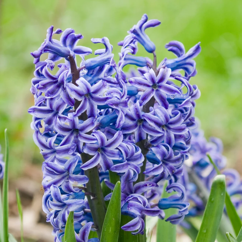 Hyazinthe 'Rembrandt' (x5)