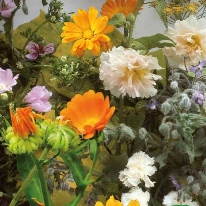 Essbare Blüten & Kräuter Mischung (2 m²)