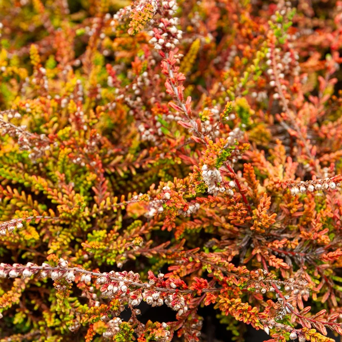 Besenheide Wickwar Flame