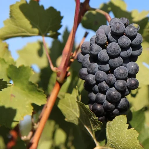 Weinrebe Merlot