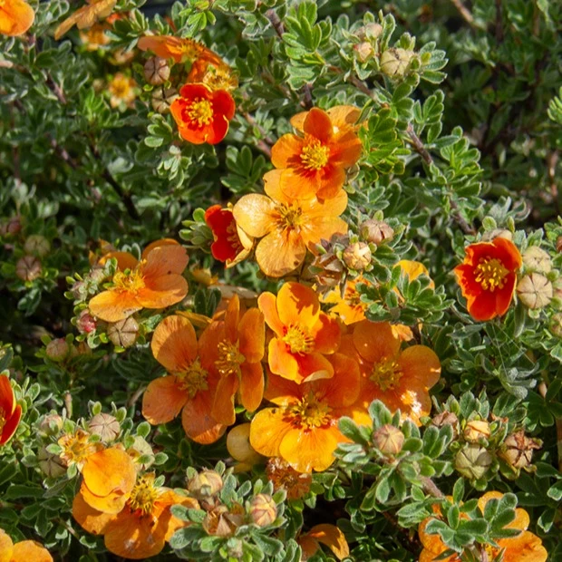 Fingerstrauch Hopleys Orange