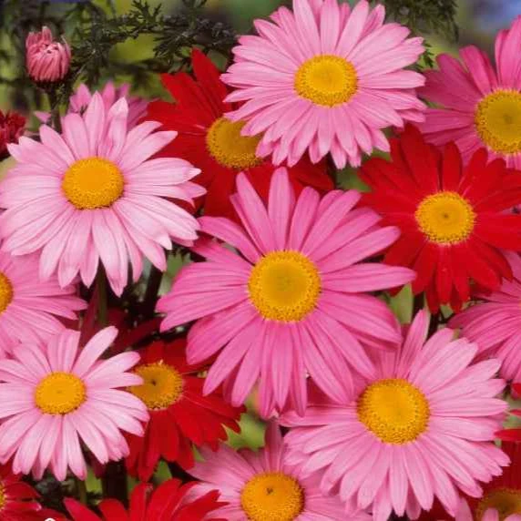 Stauden-Chrysantheme & Pyrethrum 'Robinson's Giants' Mischung