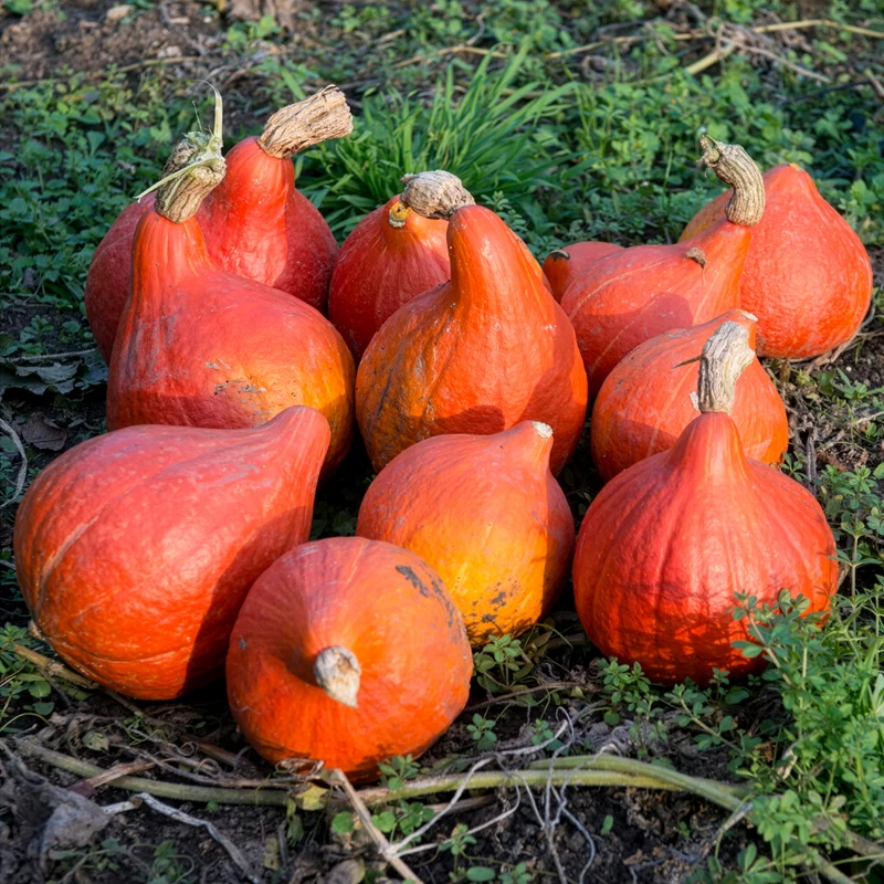 Kürbis Uchiki Kuri Bio