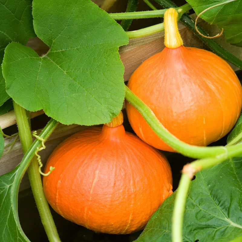 Kürbis Uchiki Kuri Bio