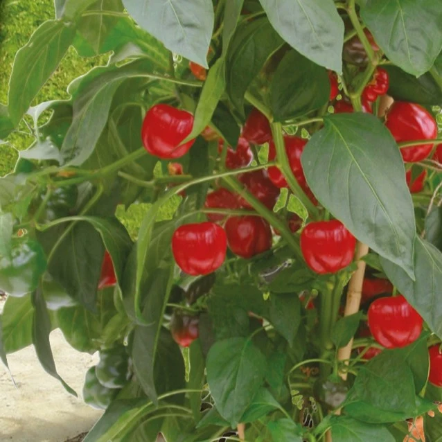 Topf-Paprika ‘Kobold’ F1