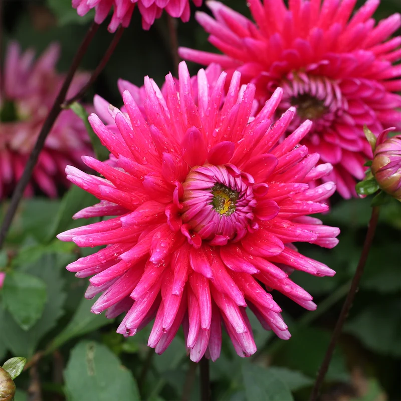 Dahlien Purple Gem (x3)