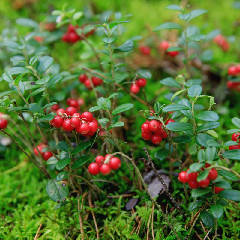 Preiselbeere Miss Cherry ®
