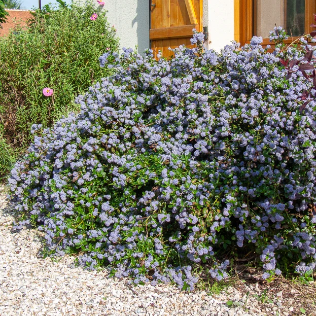 Kriechender Säckelblumenstrauch