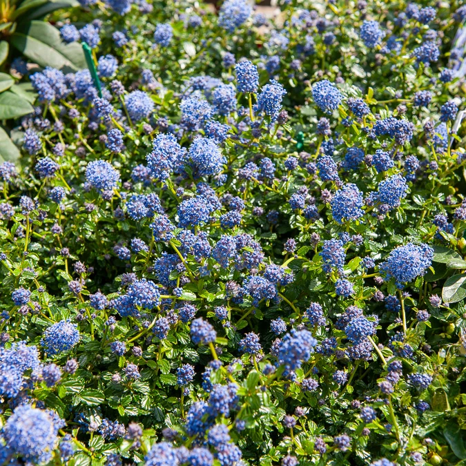 Kriechender Säckelblumenstrauch