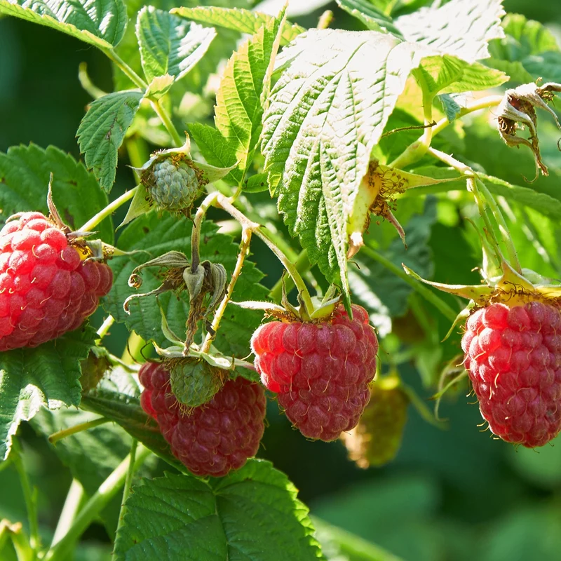 Remontant-Himbeeren Marastar ® COV MA29-20