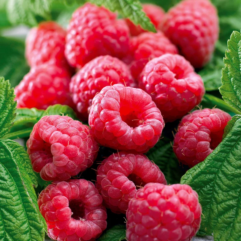 Remontant-Himbeeren Marastar ® COV MA29-20