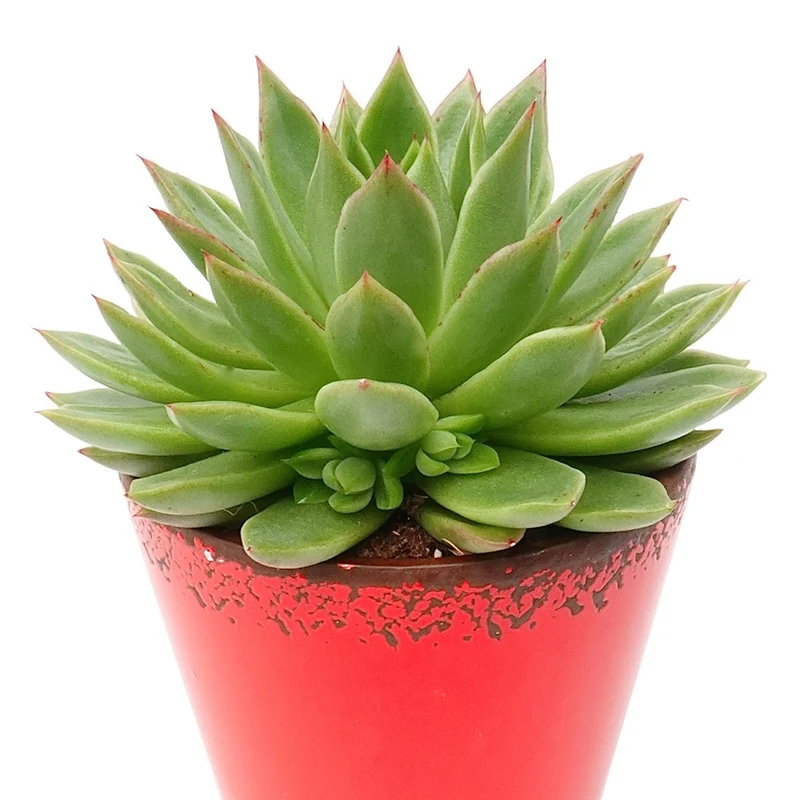 Sukkulente Echeveria agavoides