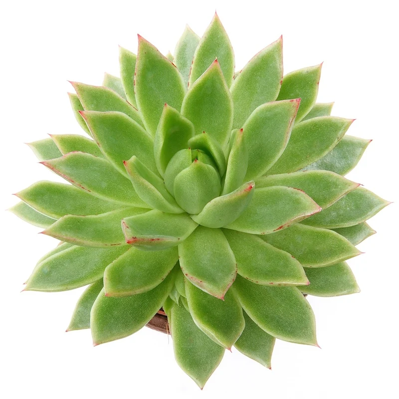 Sukkulente Echeveria agavoides