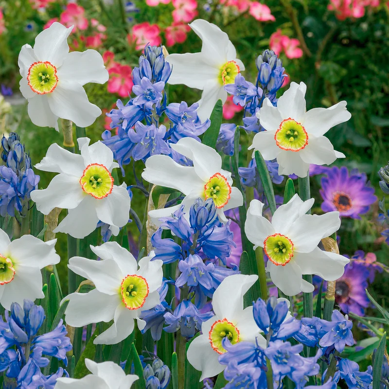 Zwiebeln-Mix für weiße & blaue Beete (x20)