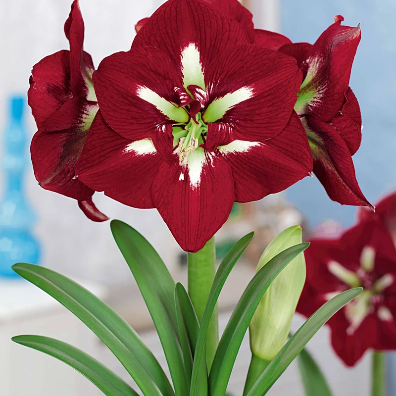 Riesen-Amaryllis-Kollektion (x2)