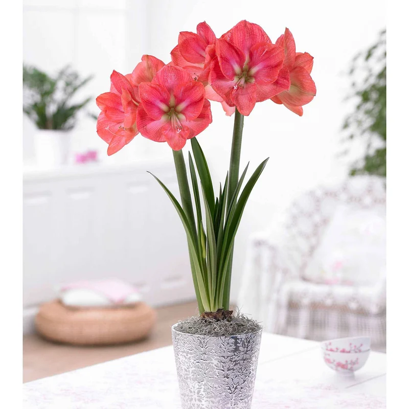Riesen-Amaryllis-Kollektion (x2)