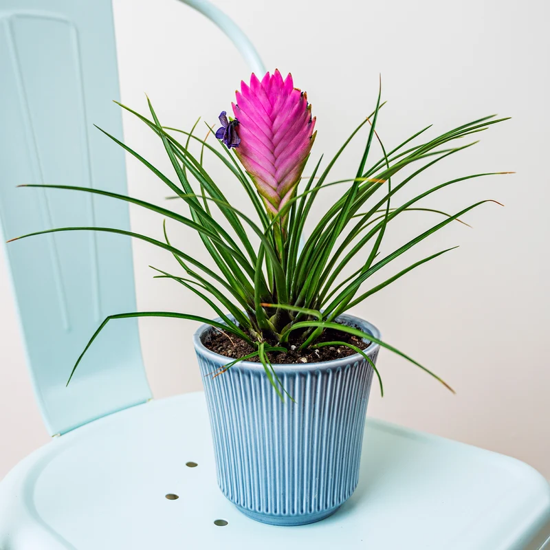Blaue Tillandsie