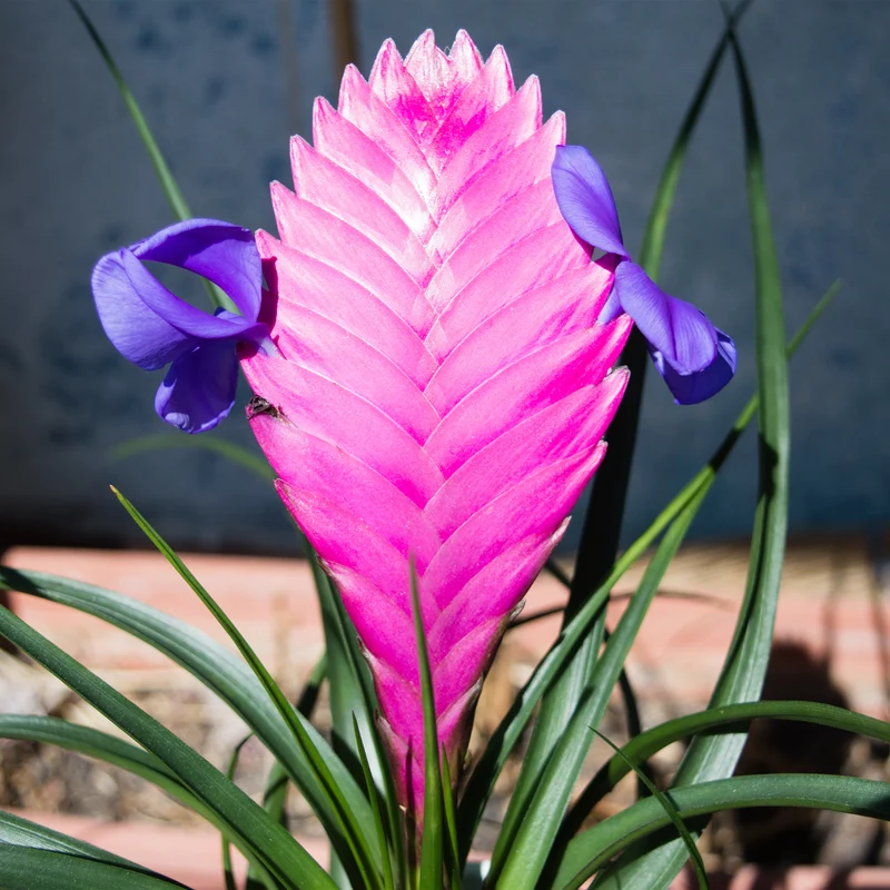 Blaue Tillandsie