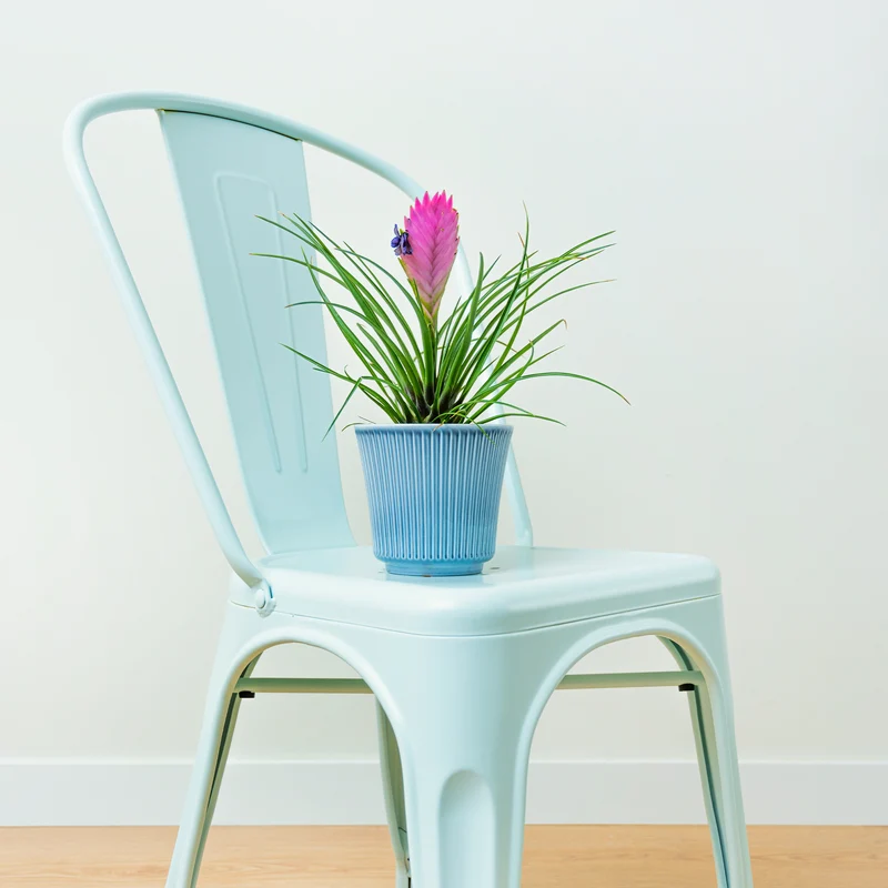 Blaue Tillandsie