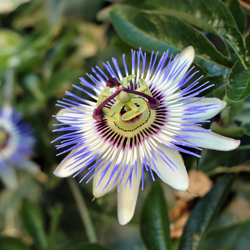 Passionsblume