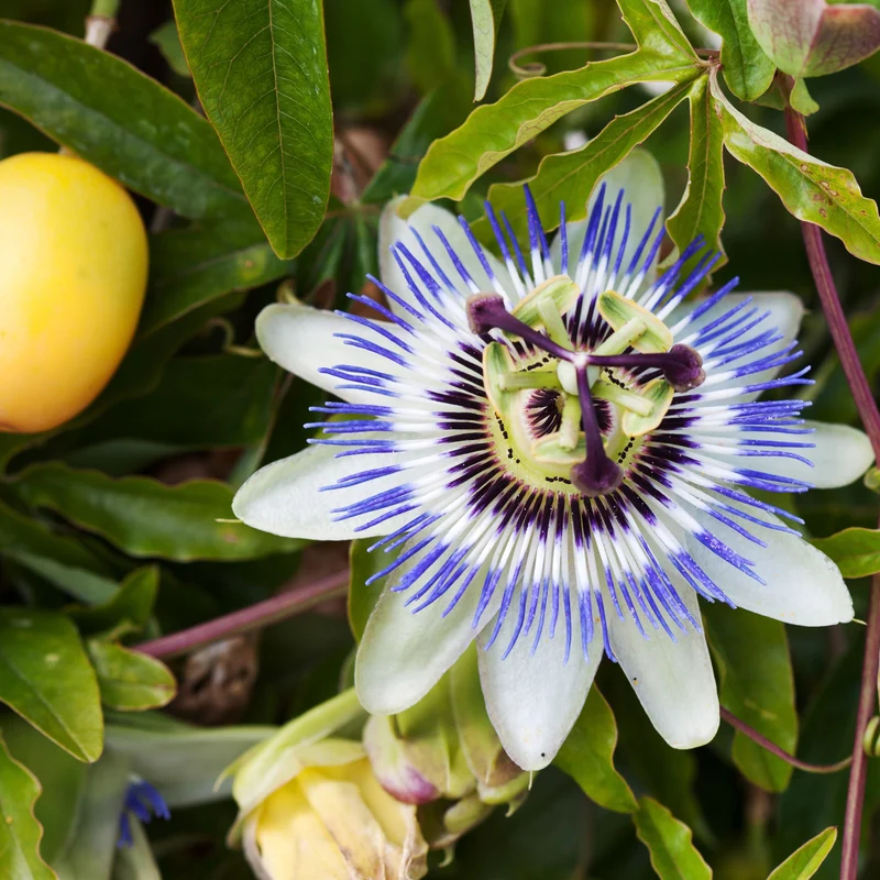 Passionsblume