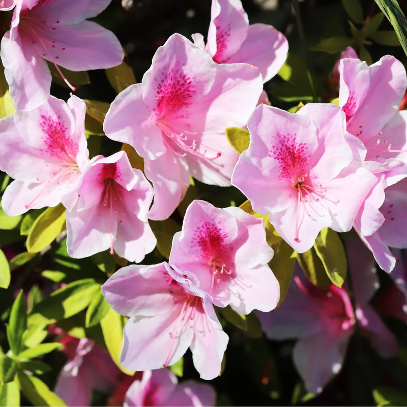 Yakushimanum-Rhododendron ‘Doc’