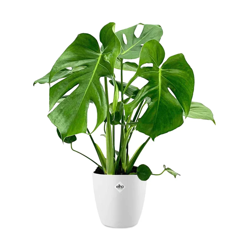 Monstera deliciosa im weißen Übertopf ELHO