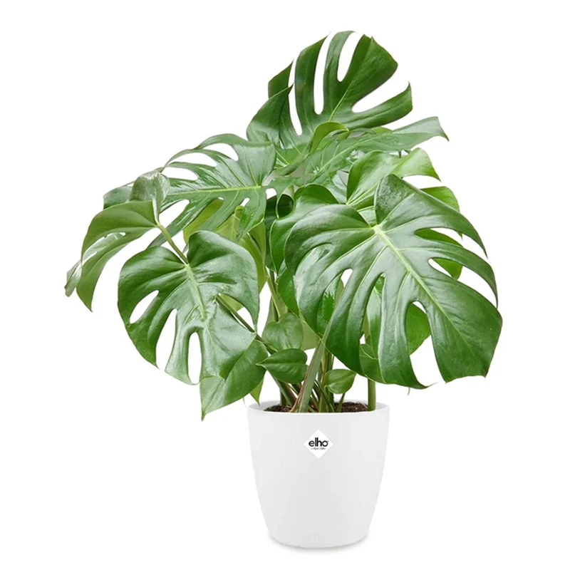 Monstera deliciosa im weißen Übertopf ELHO