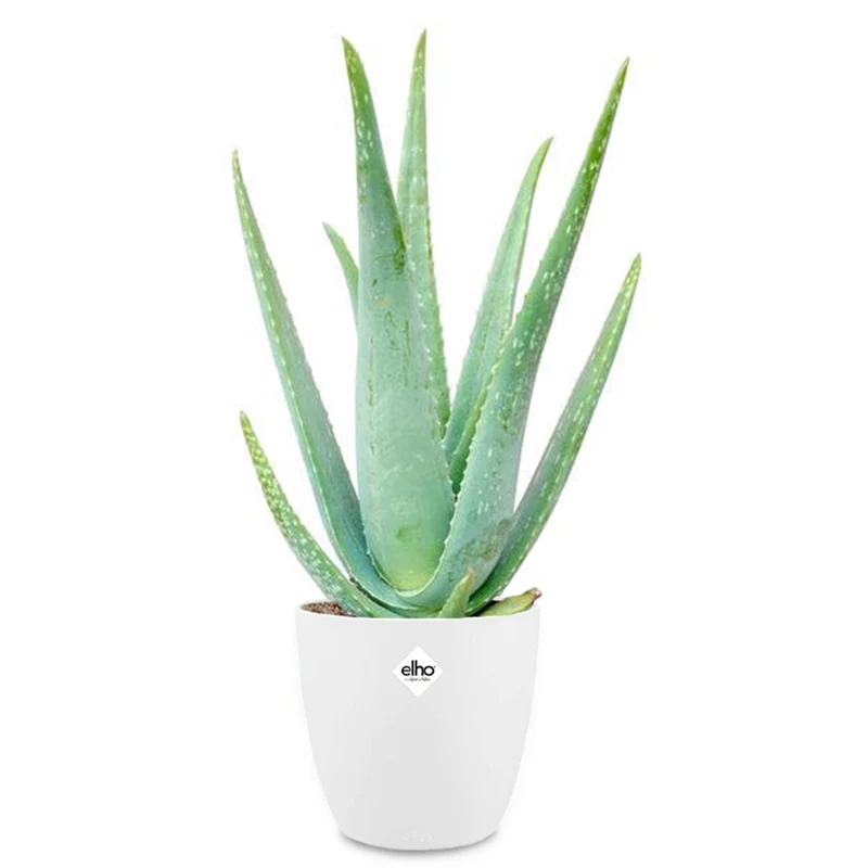 Aloe vera im weißen Übertopf ELHO