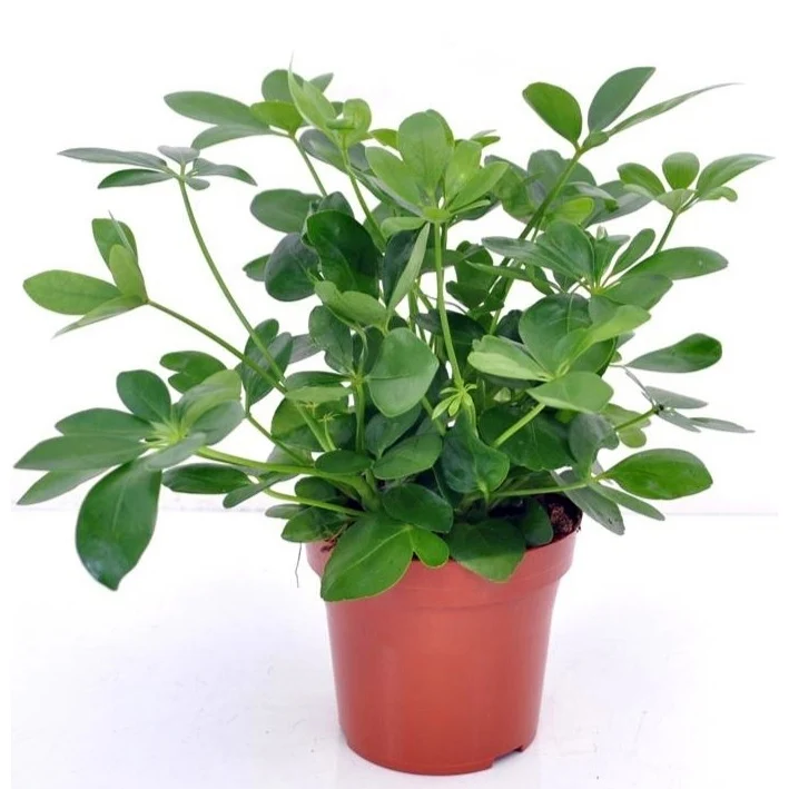 Strahlenaralie