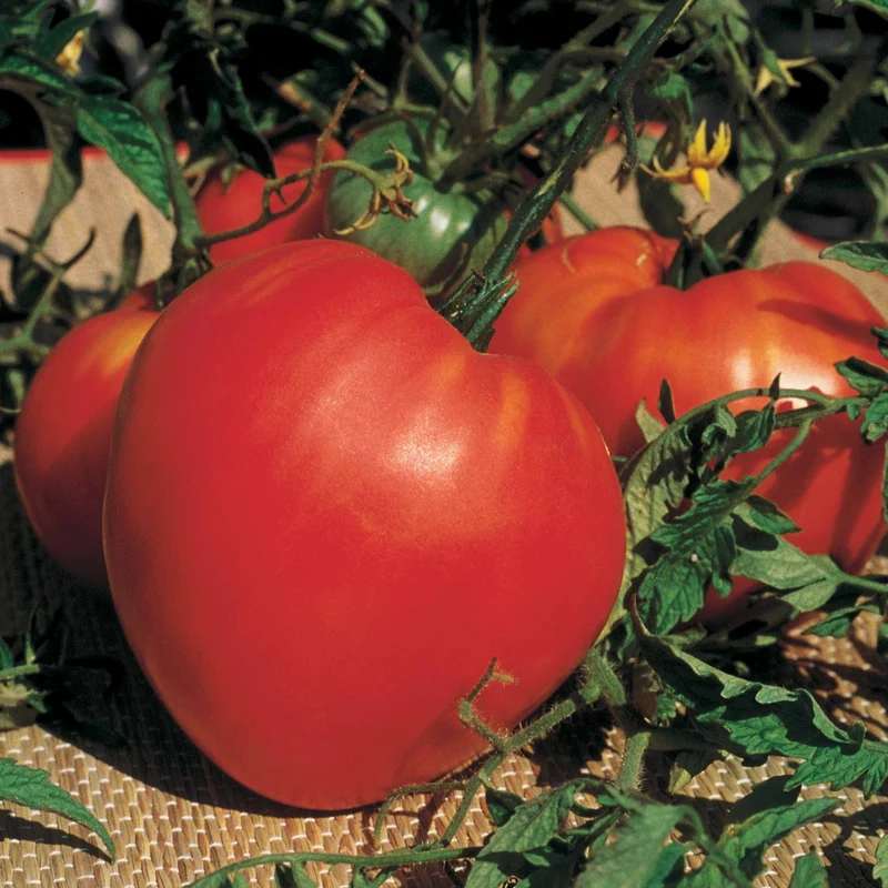 Fleischtomate ‘Cœur de Bœuf’ (x3)