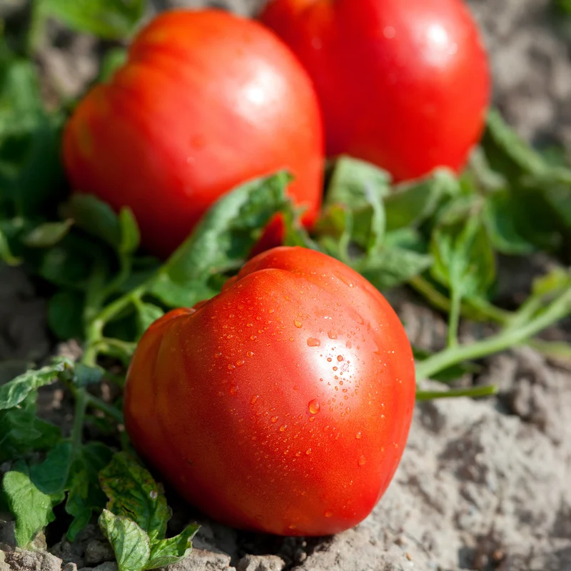 Fleischtomate ‘Cœur de Bœuf’ (x3)