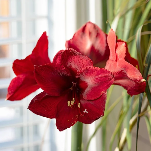 Ritterstern ‘Red Lion’