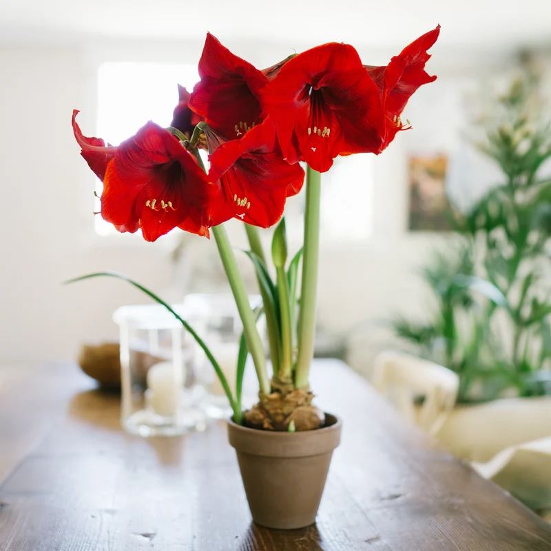 Ritterstern ‘Red Lion’
