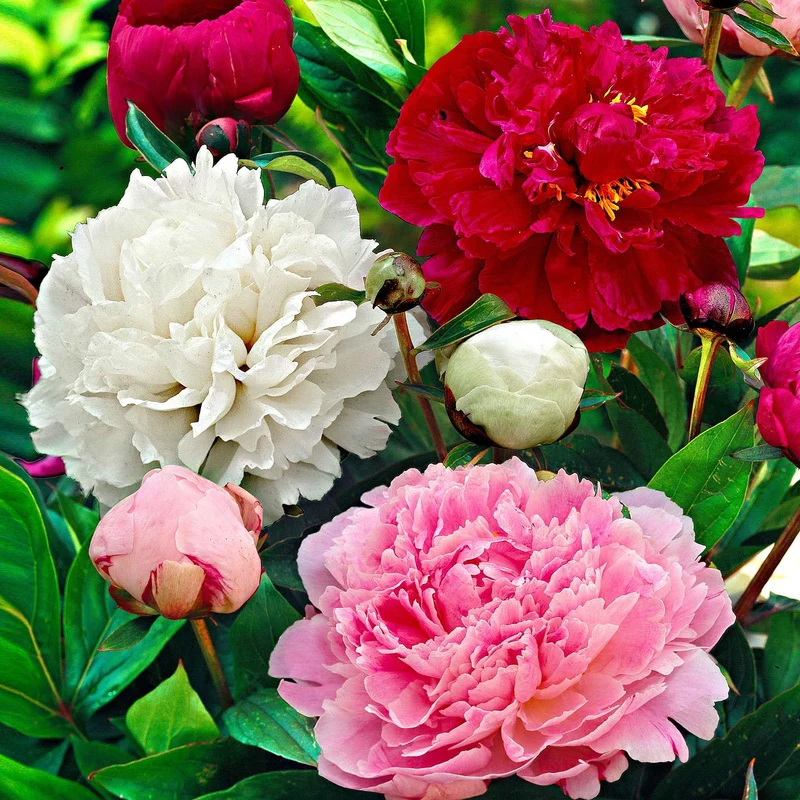 Pfingstrosen-Kollektion 'Immaculée', 'Sorbet', 'Red Charm'
