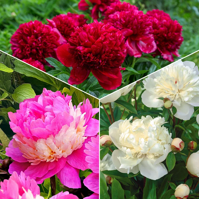 Pfingstrosen-Kollektion 'Immaculée', 'Sorbet', 'Red Charm'
