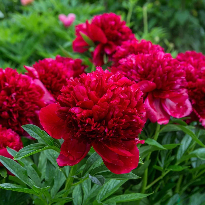 Pfingstrosen-Kollektion 'Immaculée', 'Sorbet', 'Red Charm'
