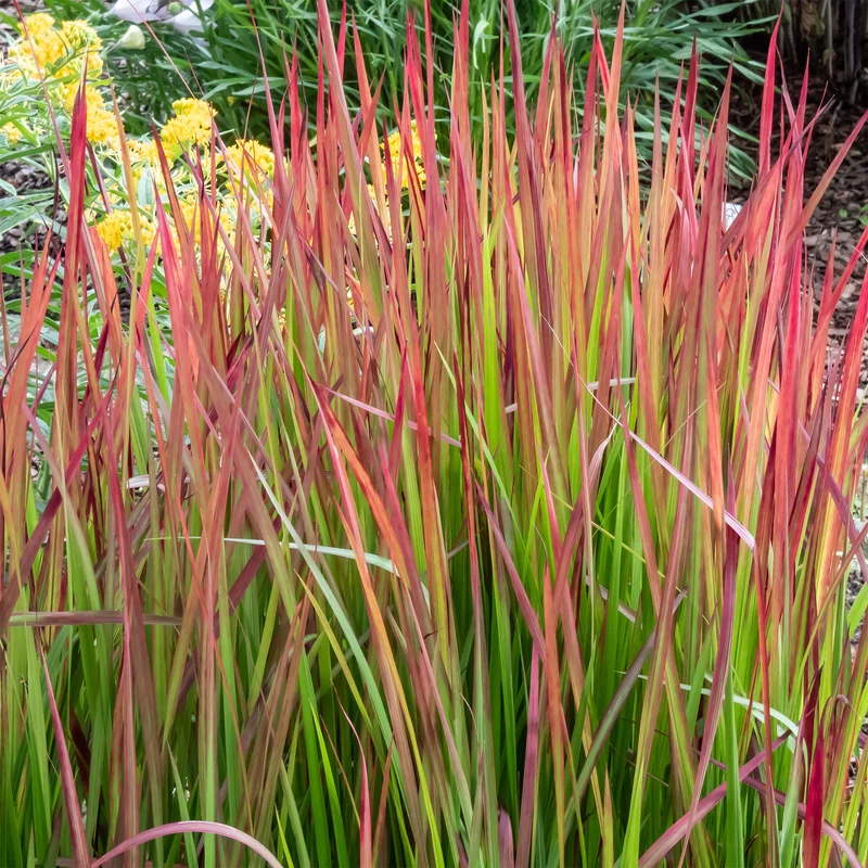 Japanisches Blutgras 'Red Baron'